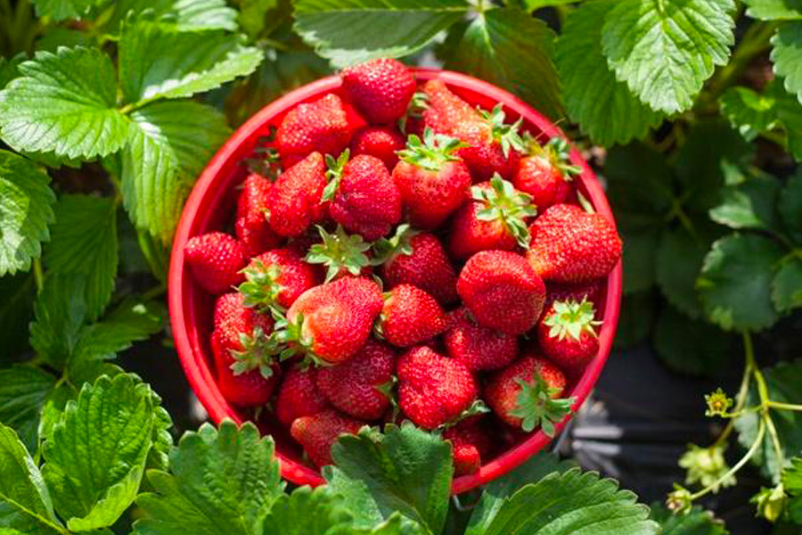 modusonline_l_importanza_del_ruolo_delle_fragole